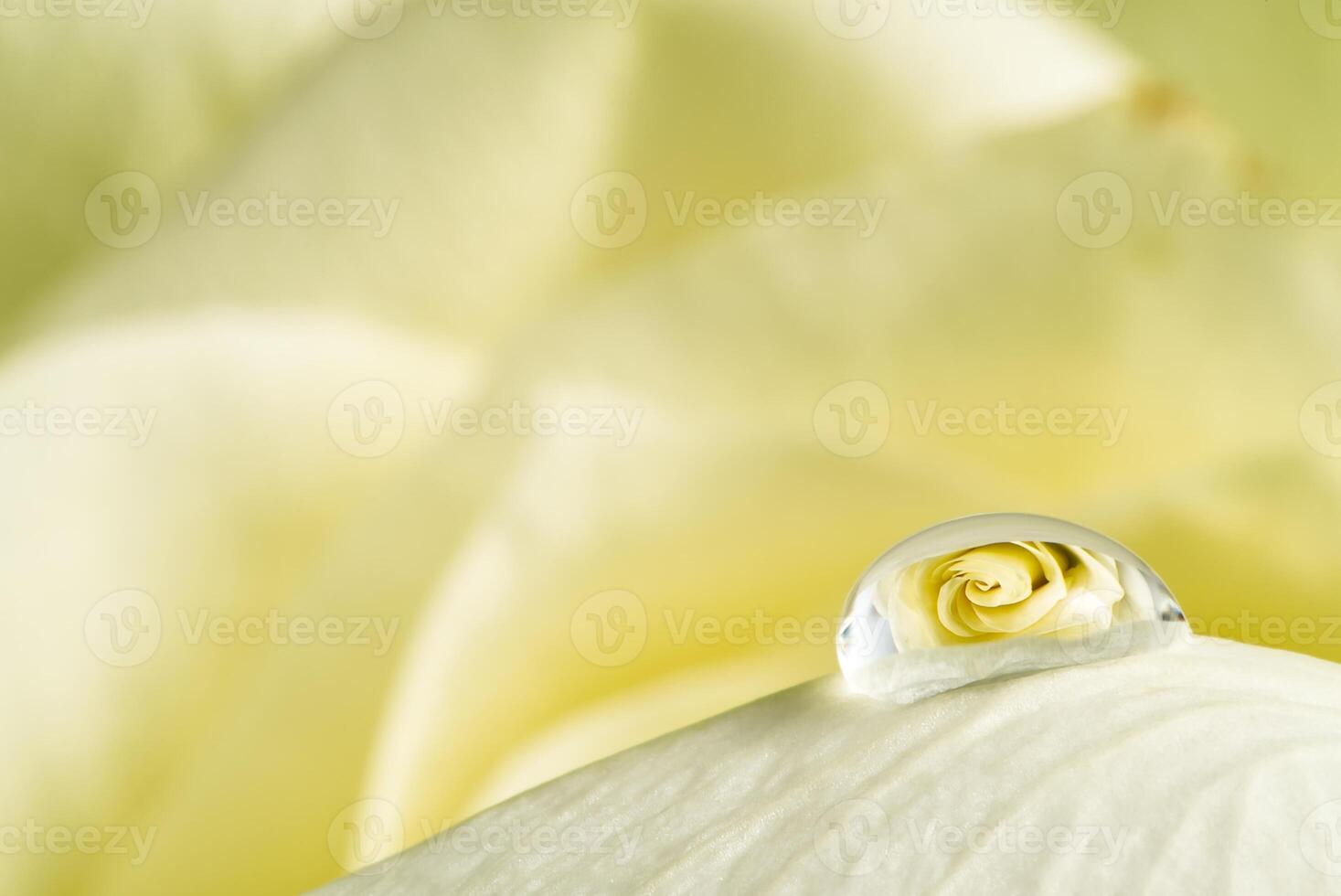 Dewdrop on a Creamy Yellow Rose Petal with Soft Blurred Background photo