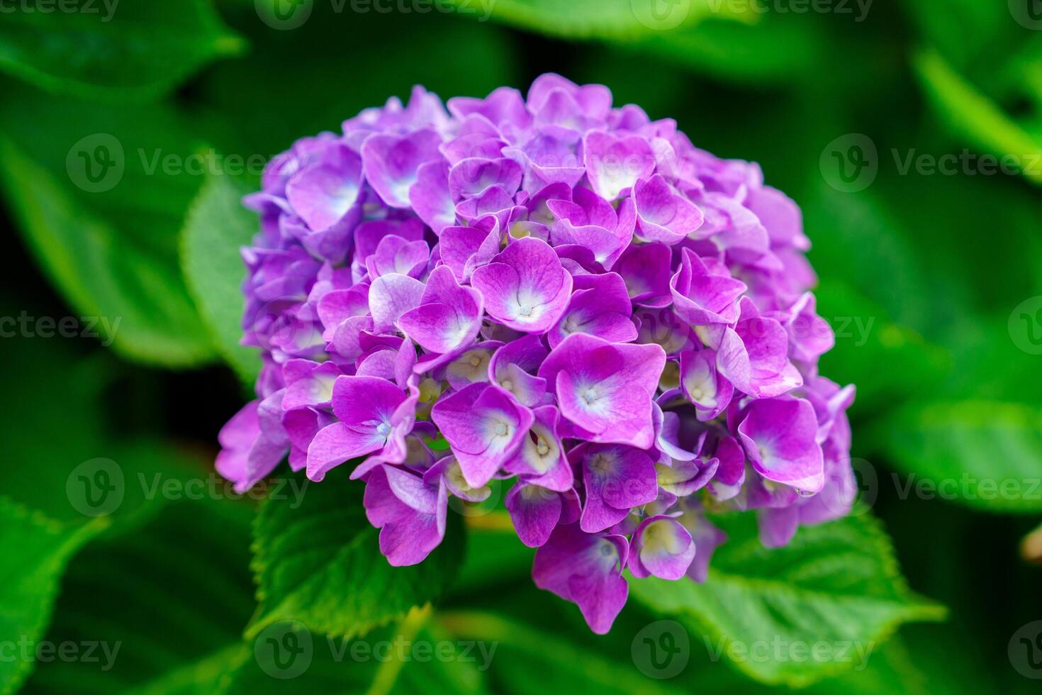 A close-up of a vibrant purple hydrangea flower in full bloom, showcasing its delicate, velvety petals. The soft background enhances the flower s beauty, symbolizing gratitude. photo