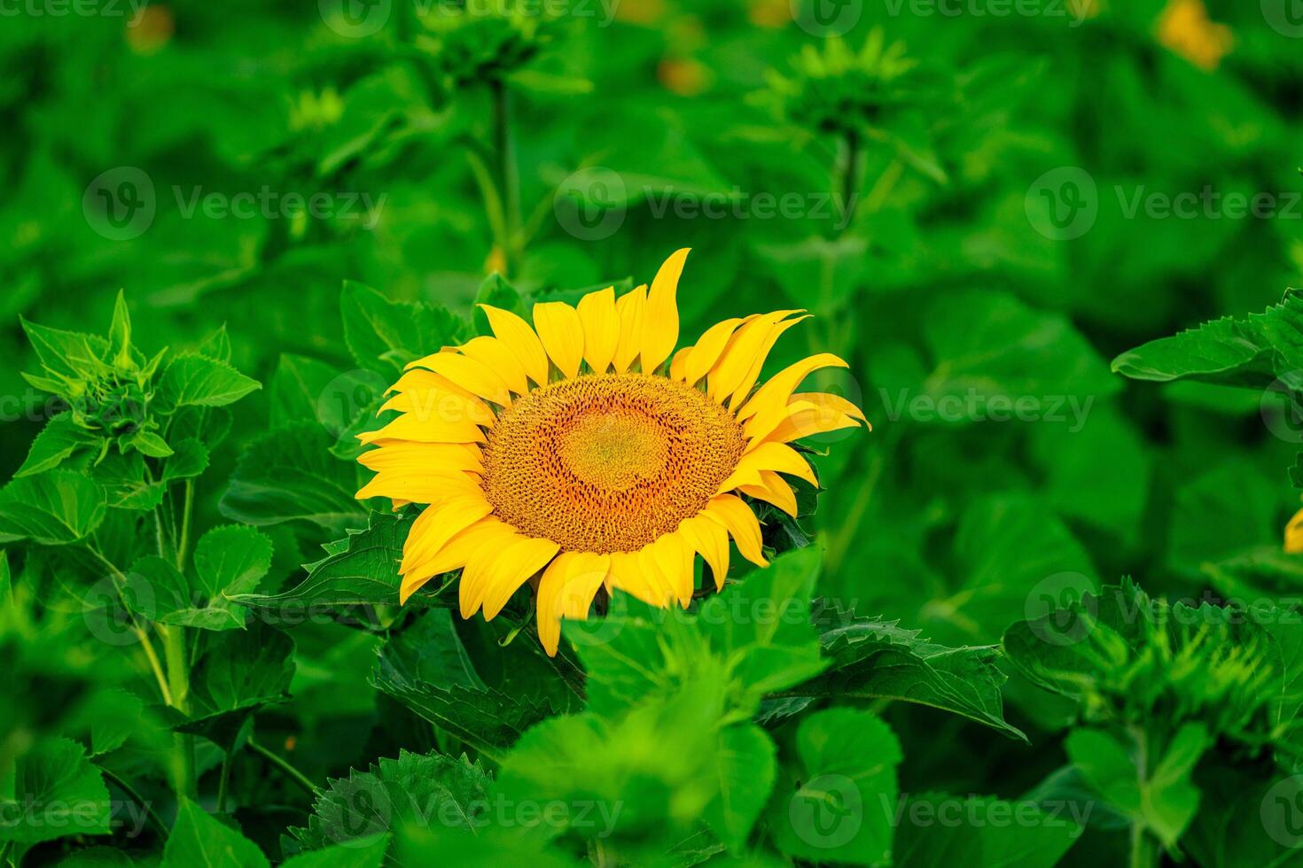 A vibrant yellow sunflower in full bloom stands majestically, capturing attention with its bright color, while being beautifully framed by lush green leaves that enhance its natural beauty. photo