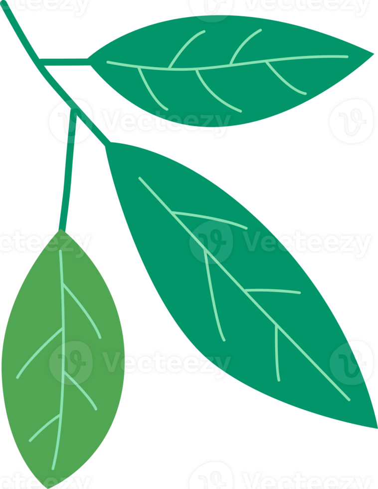 green leaf in the spring png
