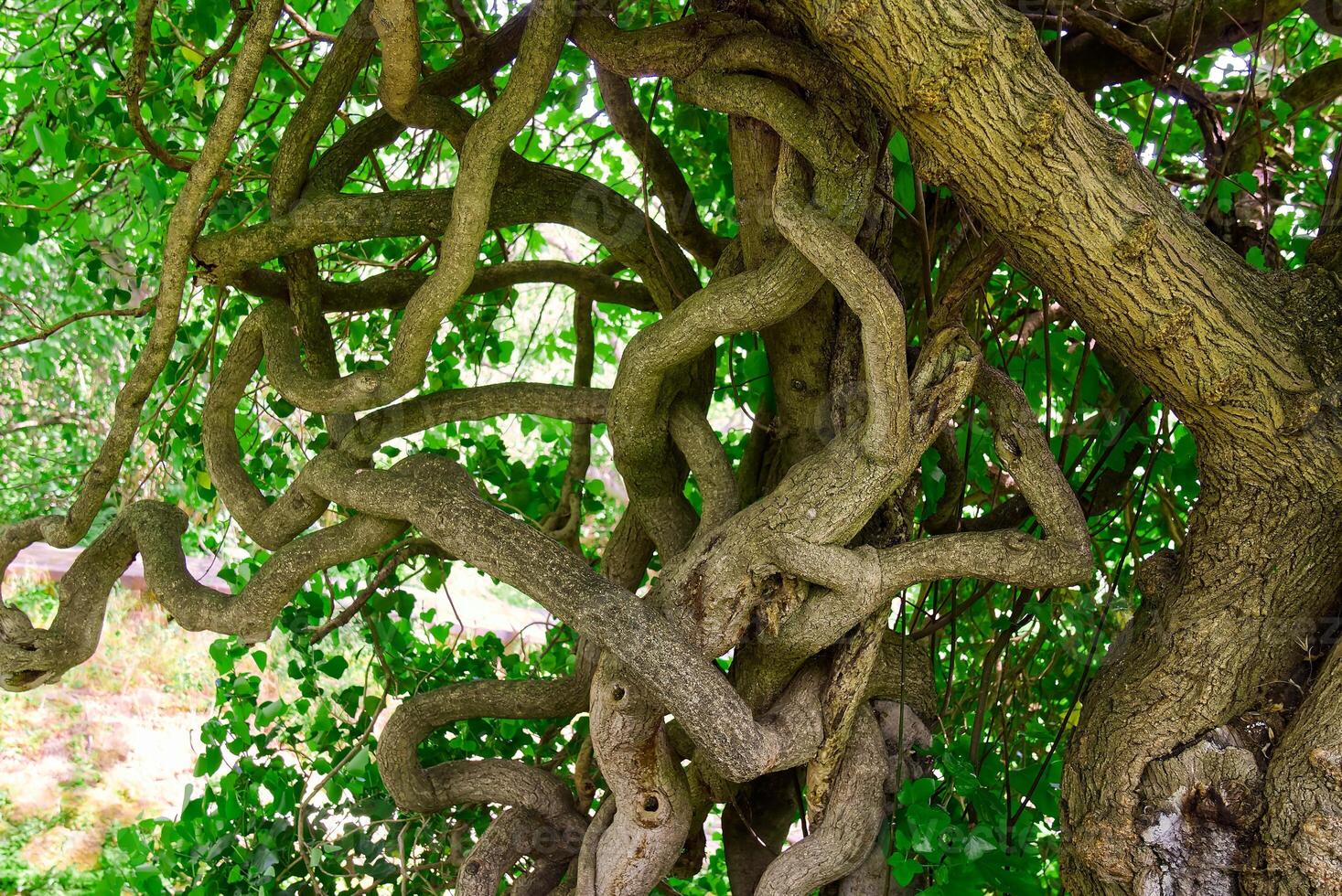 Nature s Artwork Twisted Tree Branches Intertwined in a Dance of Time photo