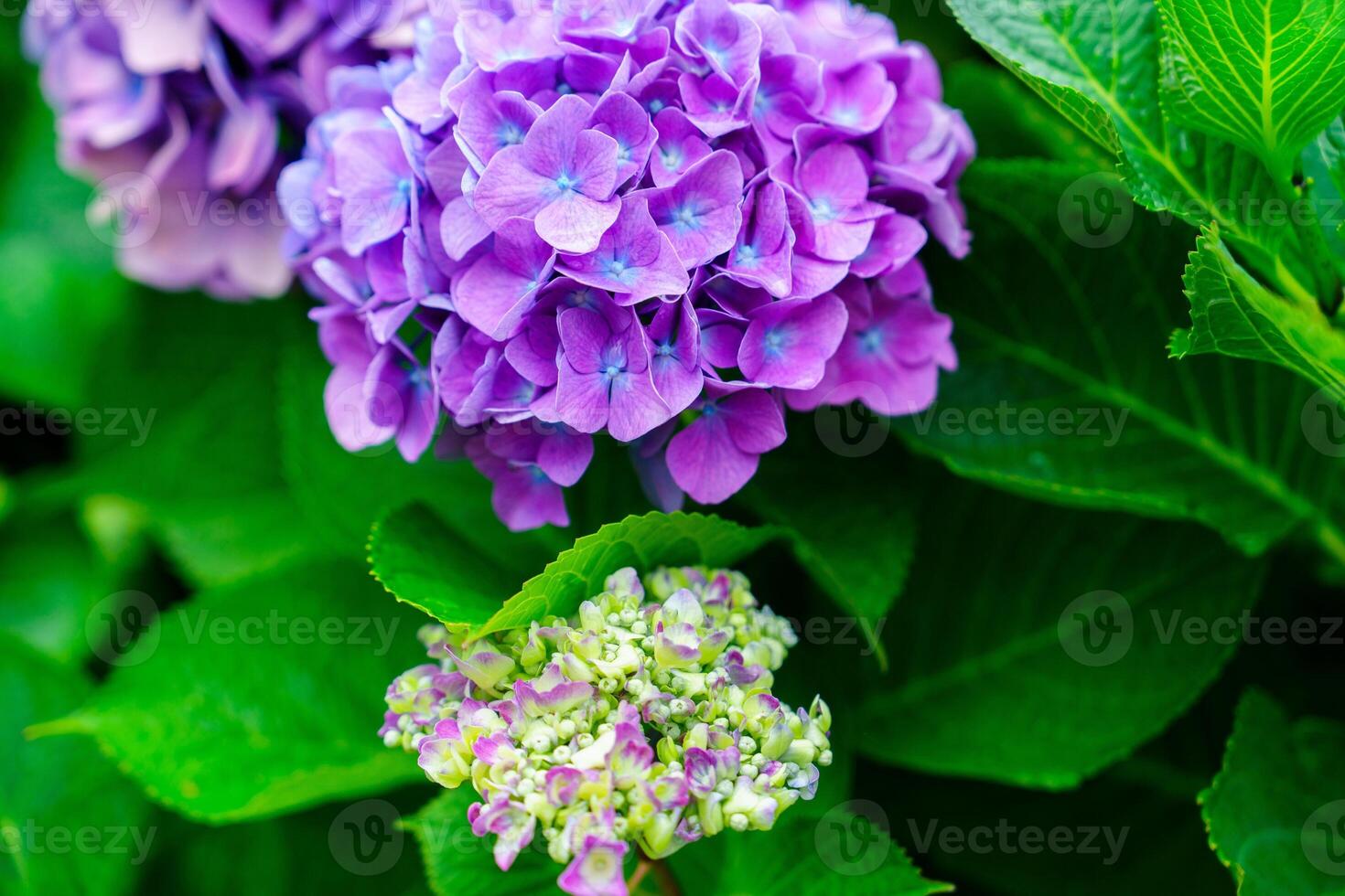 A vibrant purple hydrangea flower in full bloom, showcasing intricate petals. Surrounded by lush green leaves, this image captures the beauty of nature against a bright white background. photo