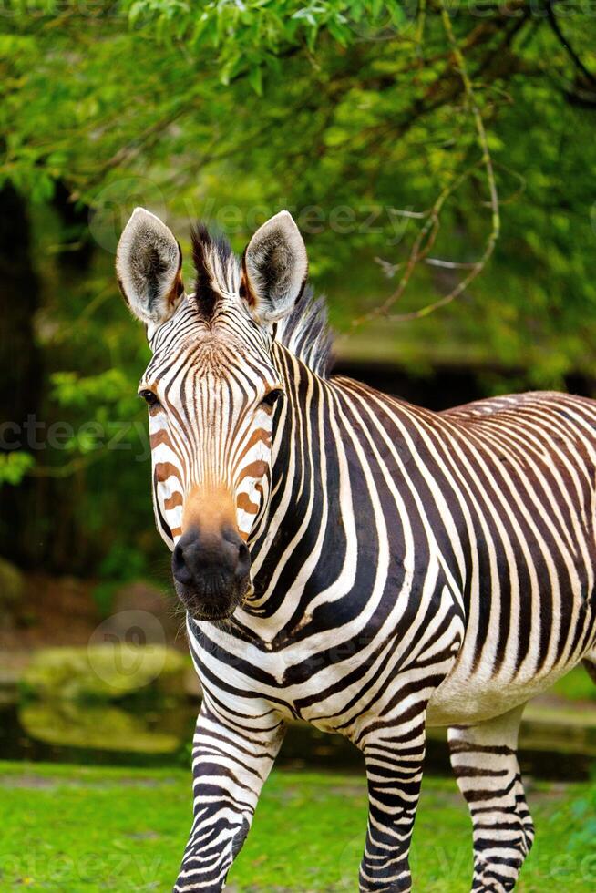 This image features a zebra with striking black and white stripes walking through a lush green field. The scene is enhanced by tree branches, creating a peaceful natural setting. photo