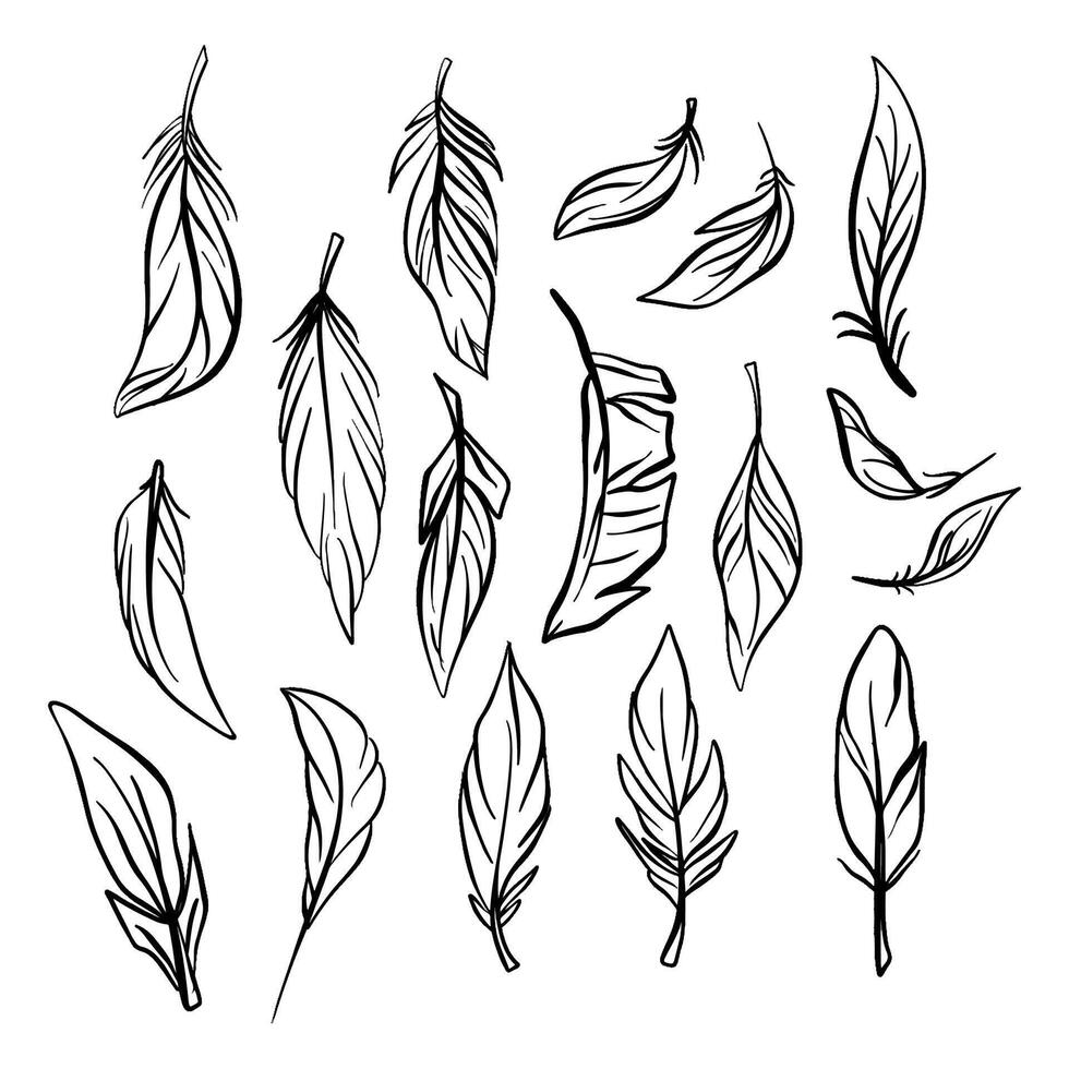 Feather hand drawn. Different forms of feathers with doodle style drawing vector