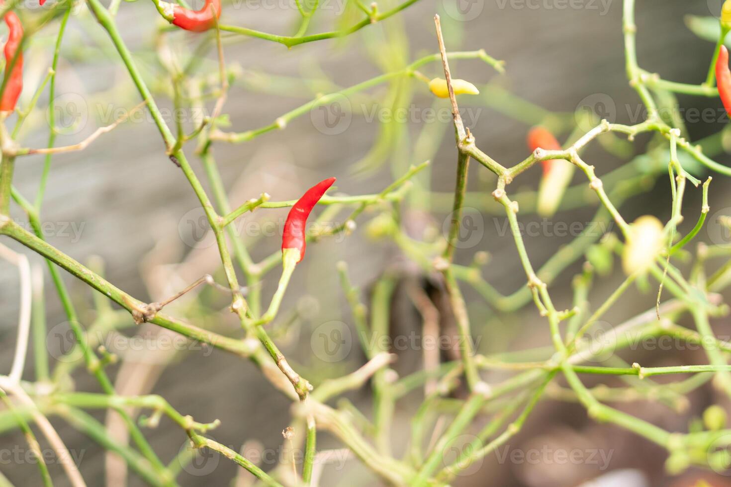 Chili Pepper Plant with Red Peppers photo