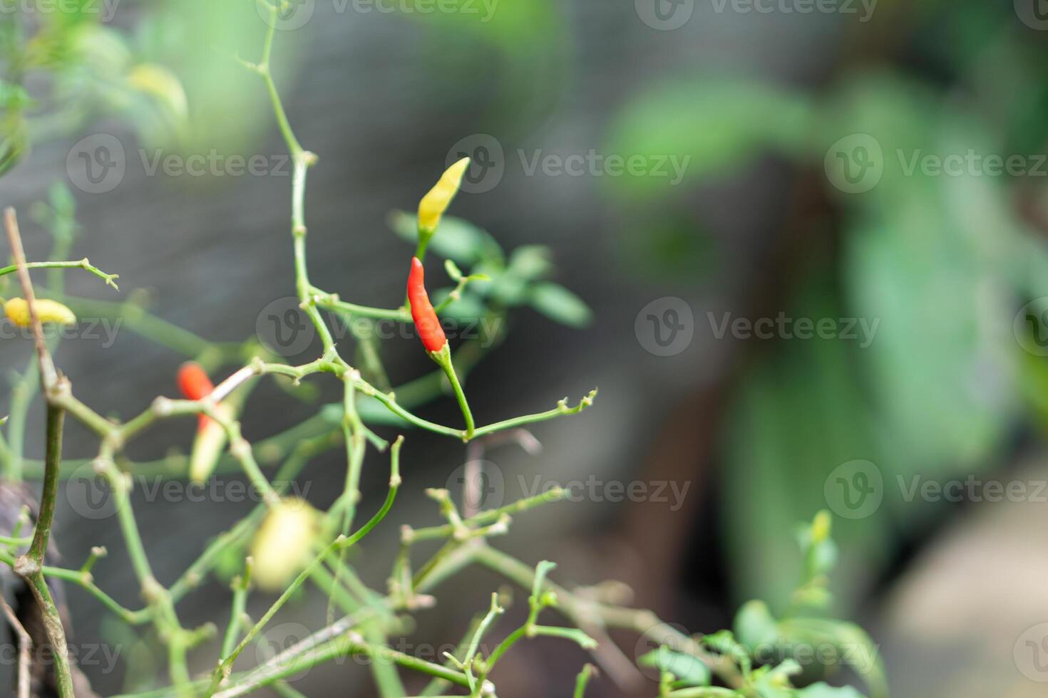 Close-Up of Chili Pepper Plant with Red and Yellow photo