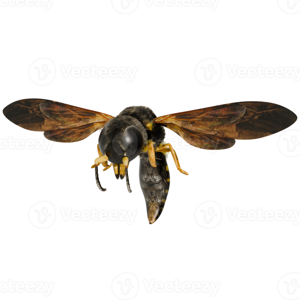 A large black and yellow insect with wings png