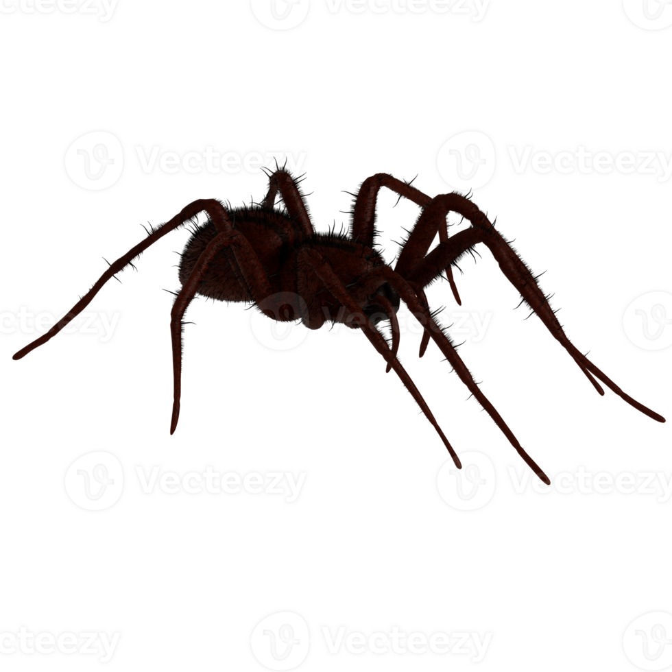 A spider is shown on a transparent background png