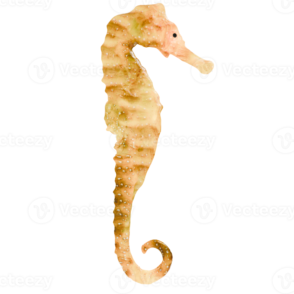 A seahorse is shown on a transparent background png