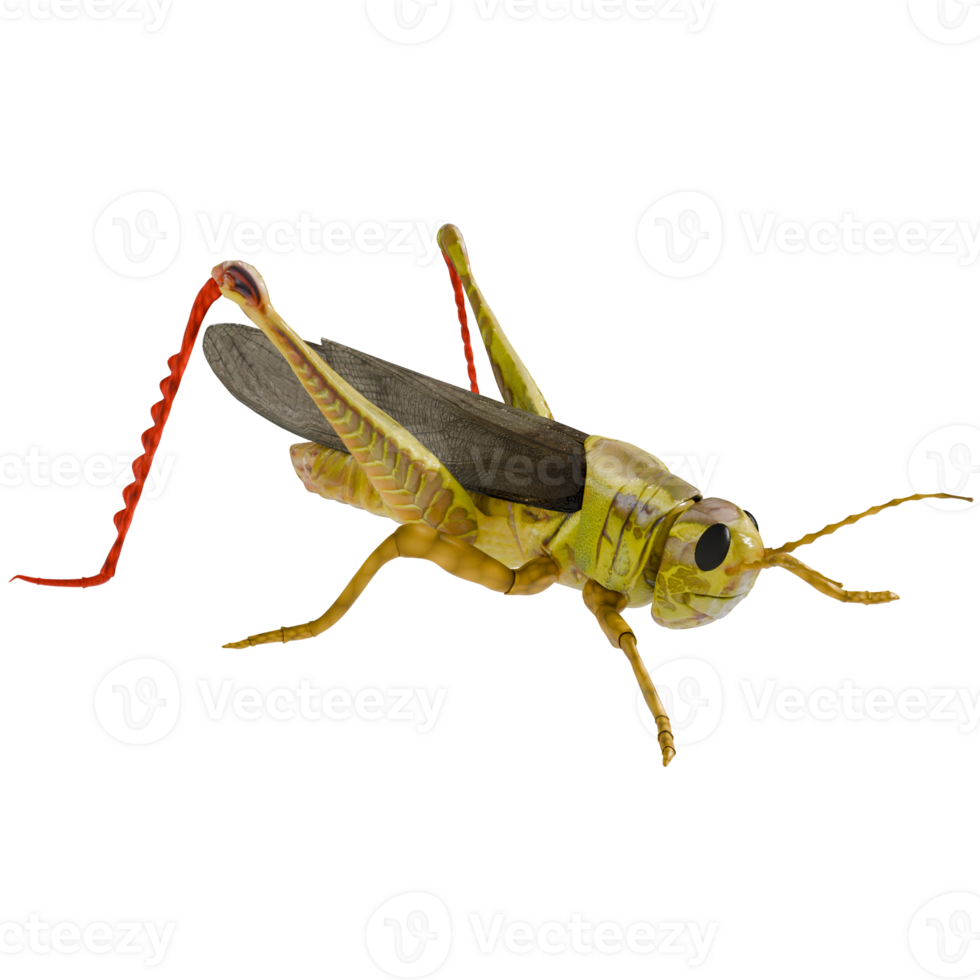 A grasshopper with a long tail on a transparent background png