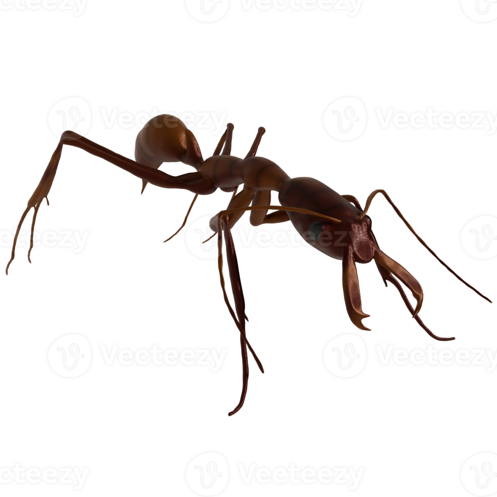 An ant is shown in a transparent background png