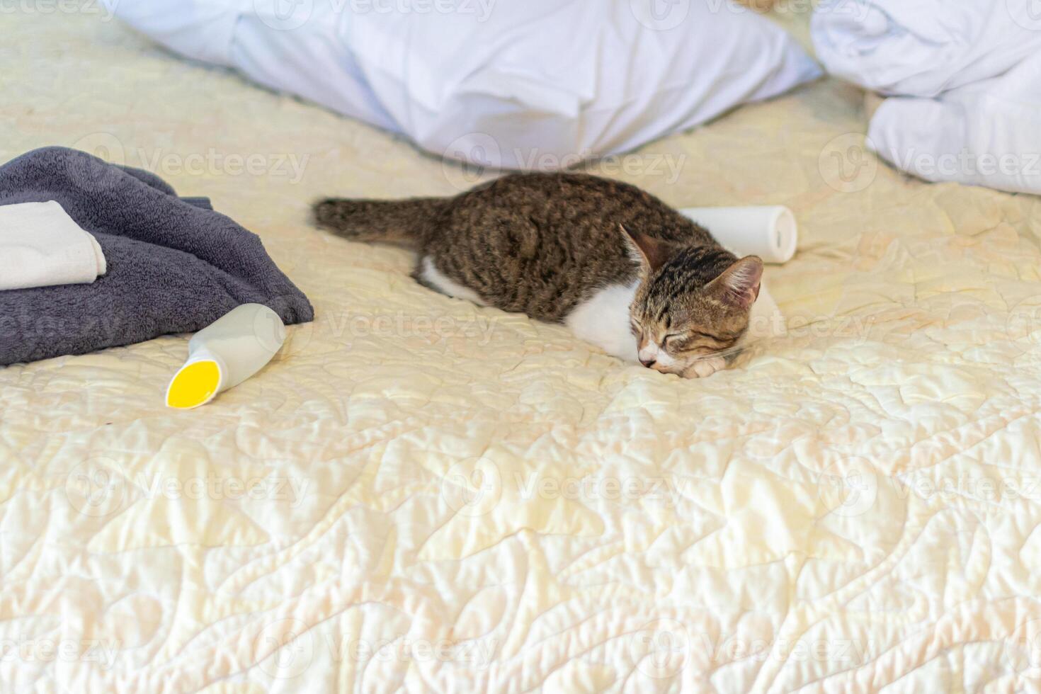 Cozy Tabby Cat Resting on Bed photo