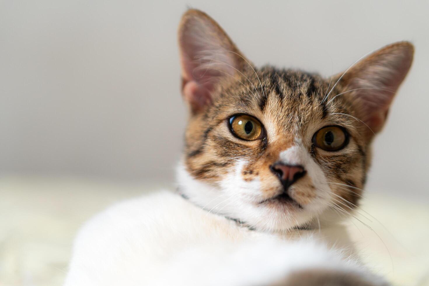 A cat is looking at the camera photo