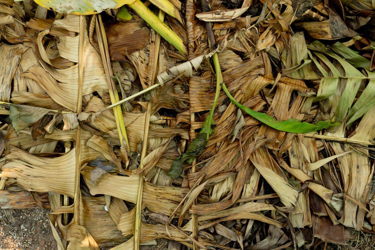Above dry leaves of banana on the ground. Layers of leaves piled up from pruning. photo