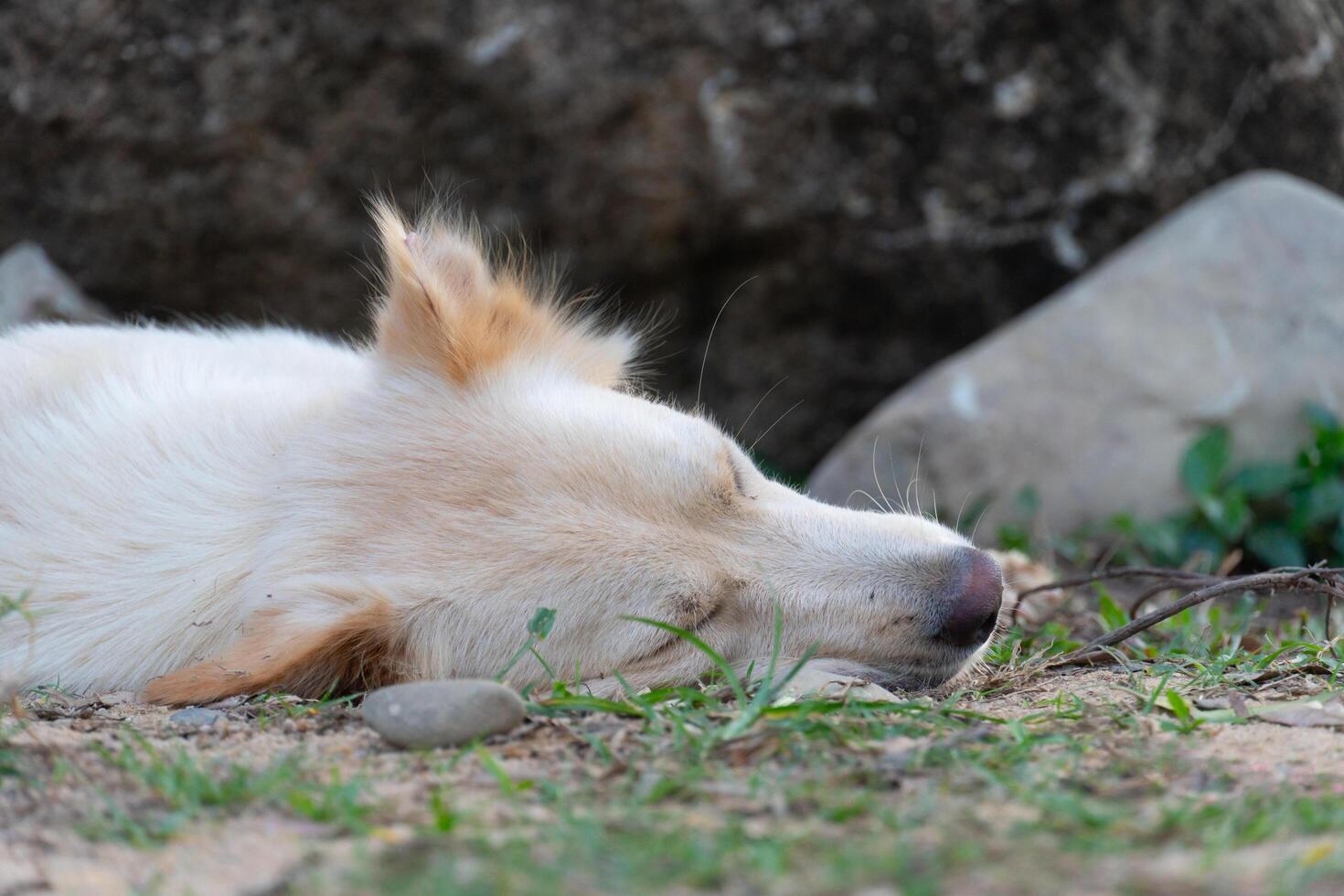 White dog sleep on the ground. Dog with a little fluffy fur. Ground with soil and green grass. Background of black hard stone. photo
