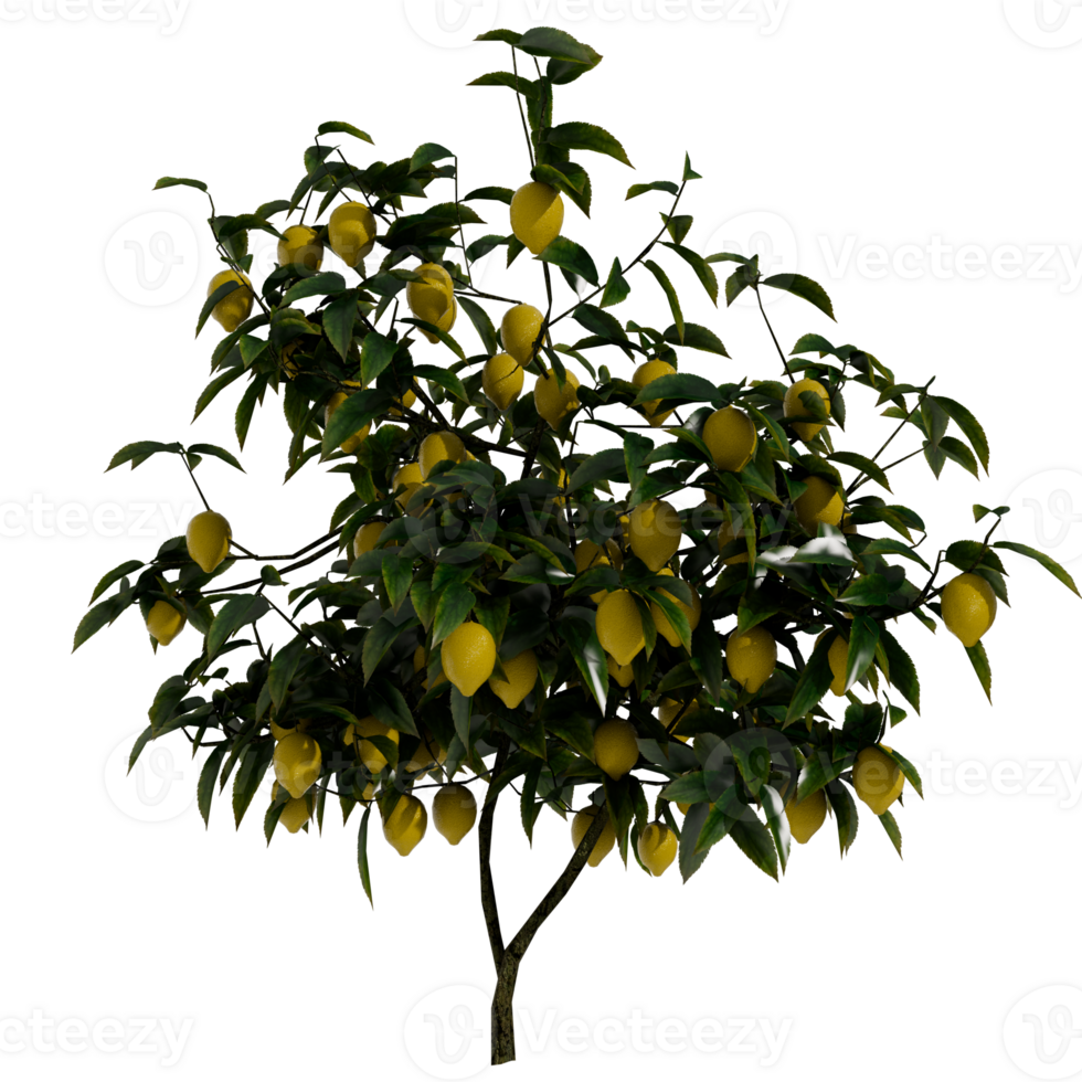 A lemon tree with many lemons on it png