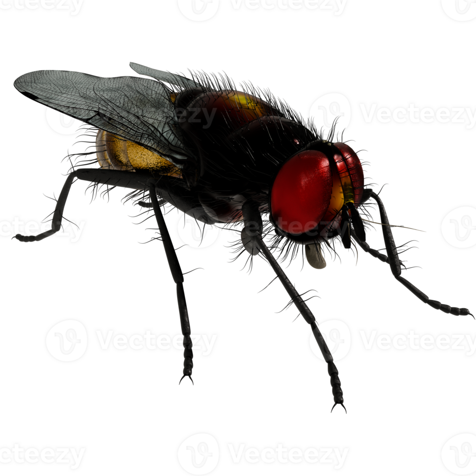 A fly with red eyes and black wings png