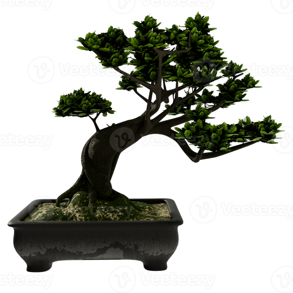 Bonsai tree in black pot on transparent background png