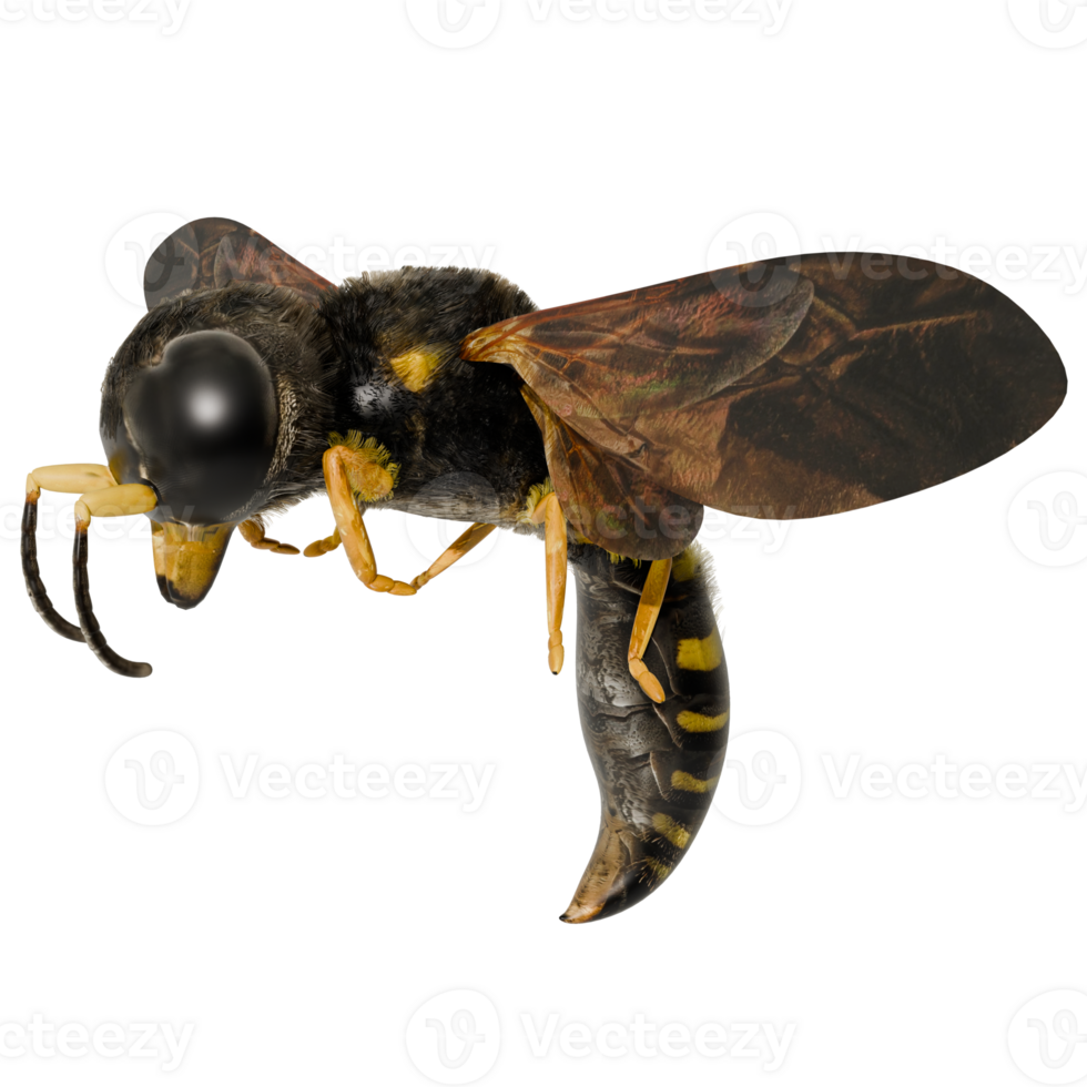 A wasp with a black and yellow body png