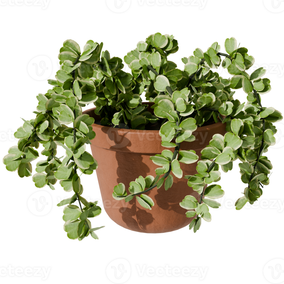 Plant in a vase on a transparent background png