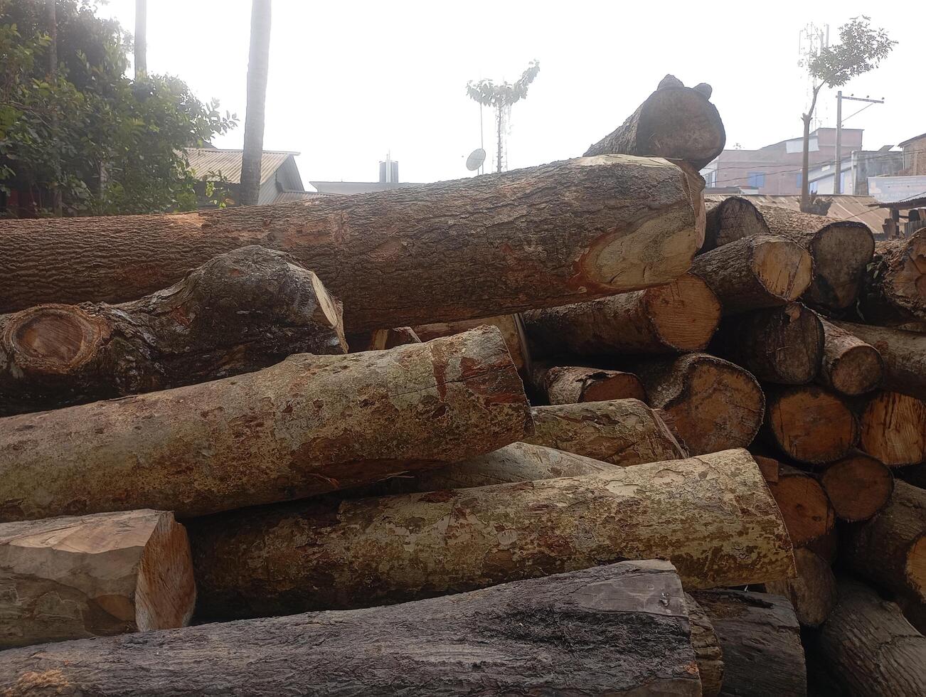 A pile of logs photo