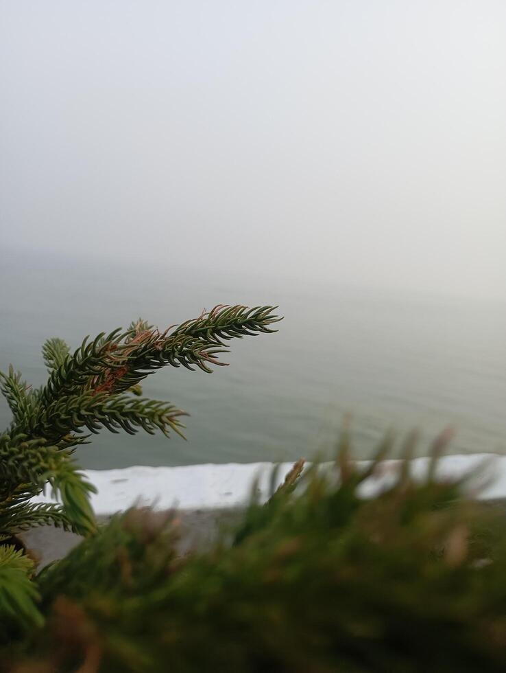 a small plant is sitting on a ledge next to the ocean photo