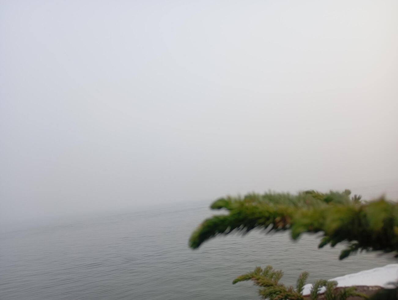 a pine tree in front of the ocean view photo