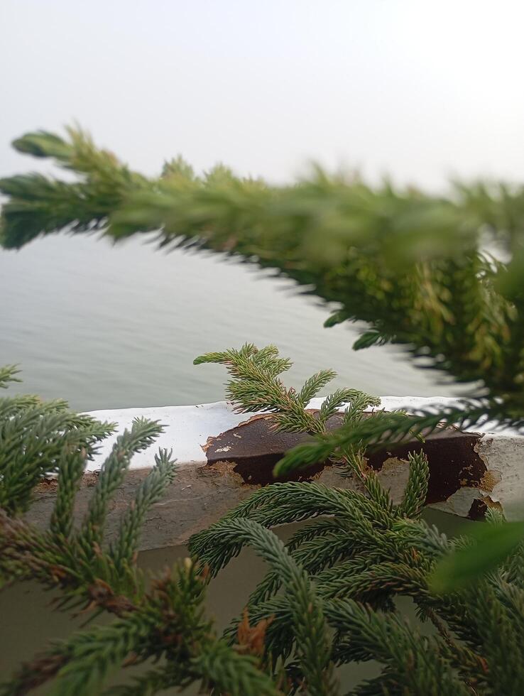a branch of a tree on the side of a boat photo