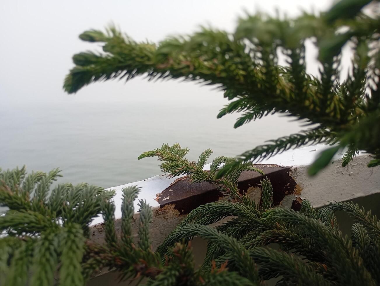 a pine tree with a piece of chocolate on it photo