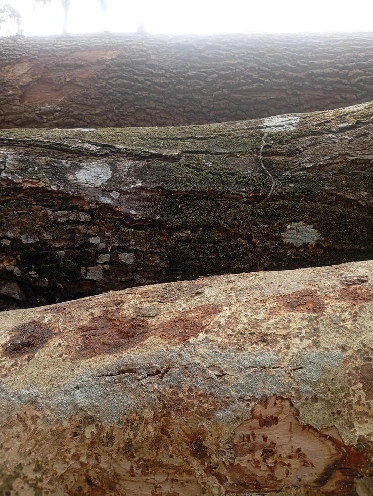 a pile of logs with a tree trunk in the background photo