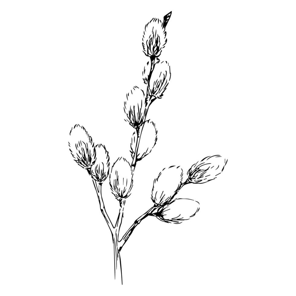 Hand drawn Pussywillows Branch Black Ink Illustration vector