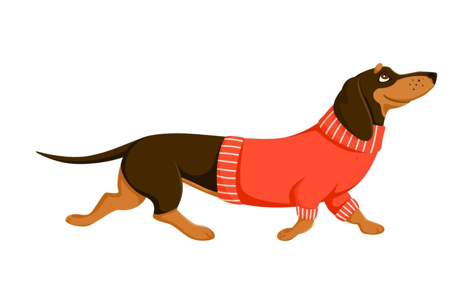Dachshund dog cartoon cute character in sweater vector