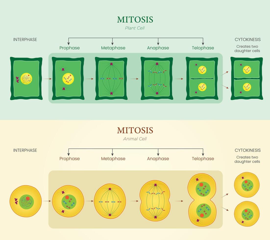 Illustration of Mitosis Diagram Showing Cell Division in Plant and Animal Cells vector