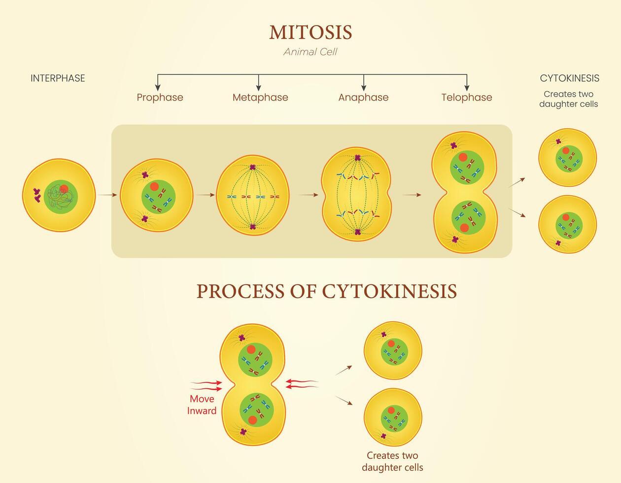 Diagram of Mitosis and Cytokinesis Illustration Showing Cell Division in Animal Cells vector