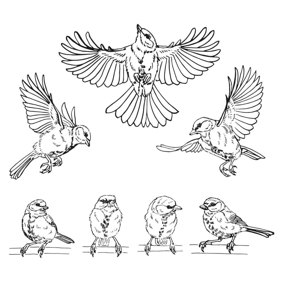 Set of titmouse. Flying bird. Hand drawn illustration vector