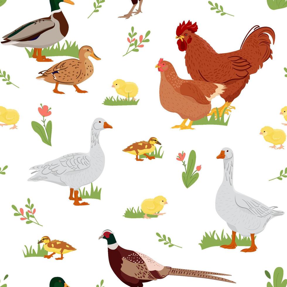 Seamless pattern with domestic birds or farm poultry. pattern, texture, background with chicken, duck, goose and pheasant . Packaging design vector