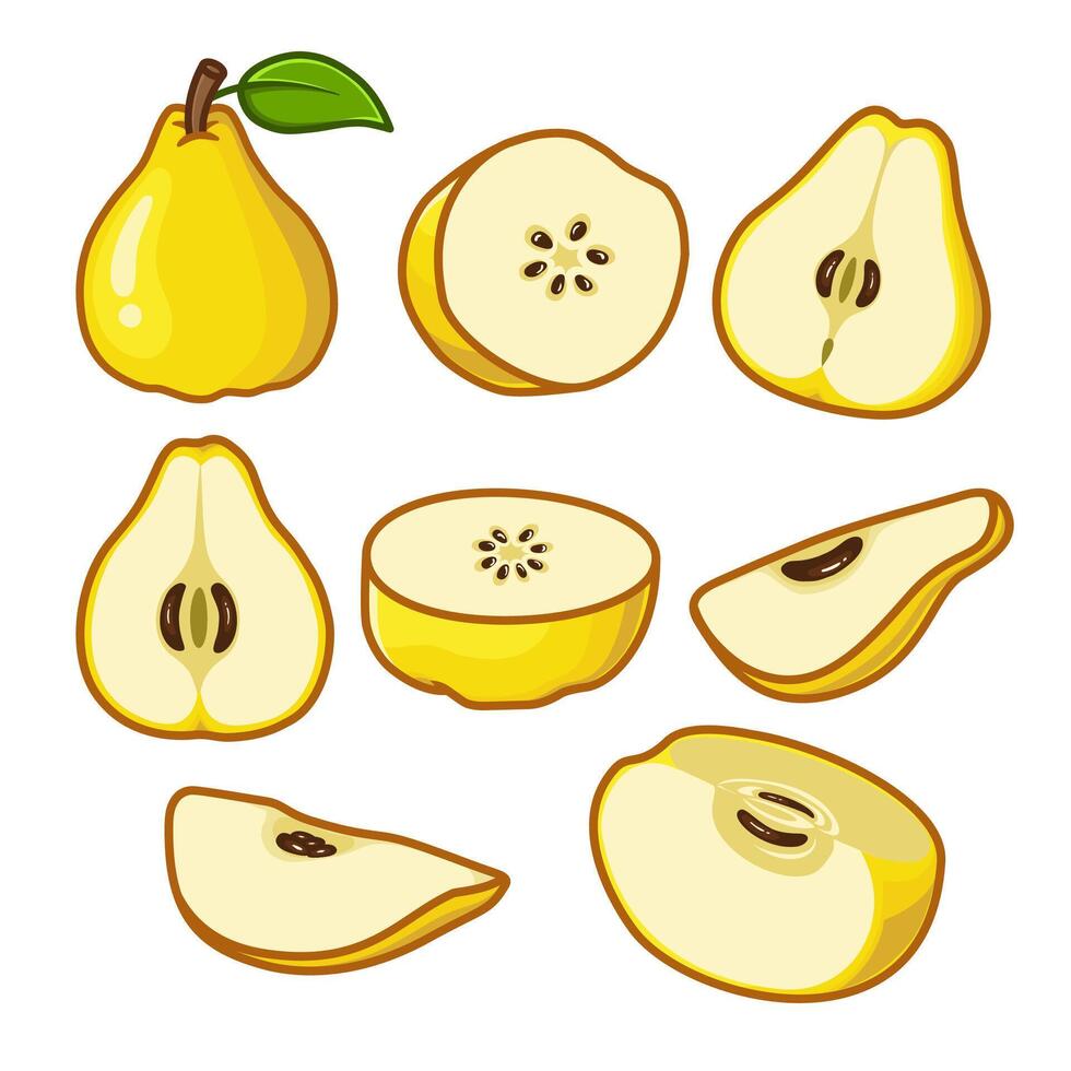 Whole and opened quince fruit are arranged in various ways. vector