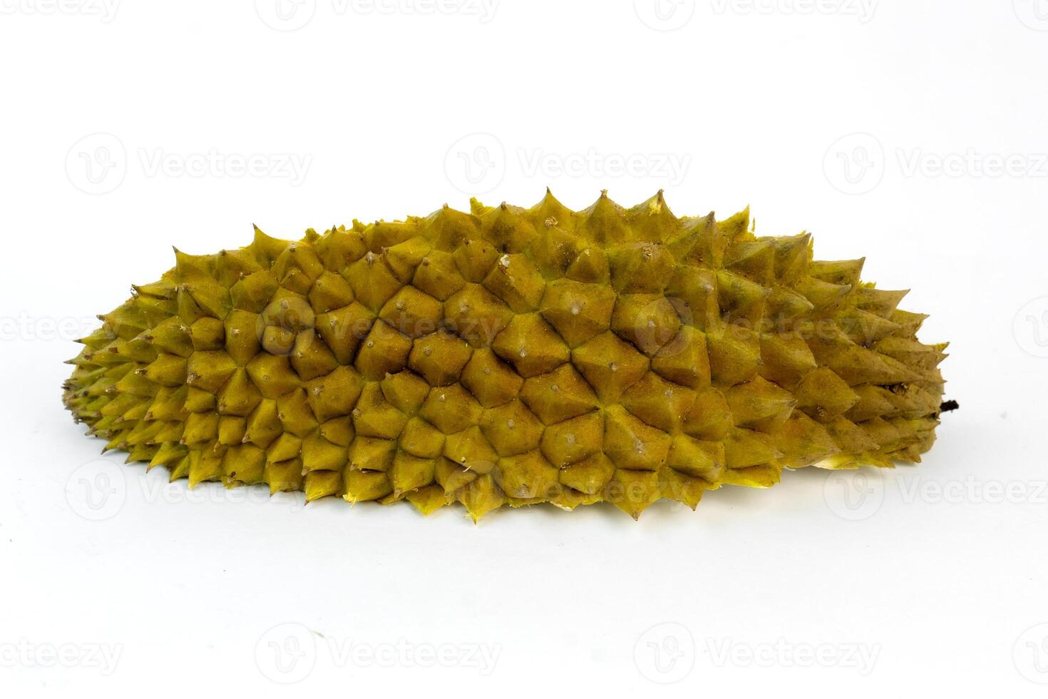 A durian fruit shown whole photo