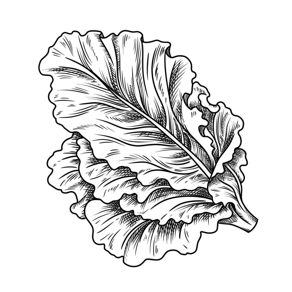 Fresh lettuce food illustration in the graphic line art style. Hand drawn outline element of preparing meal. Perfect for vegetable menu creating and sketch drawing designs. vector