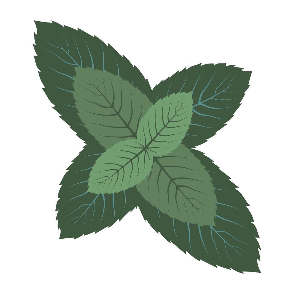 Fresh mint leaf in clip art style. Isolated illustration for menu design, background, card vector