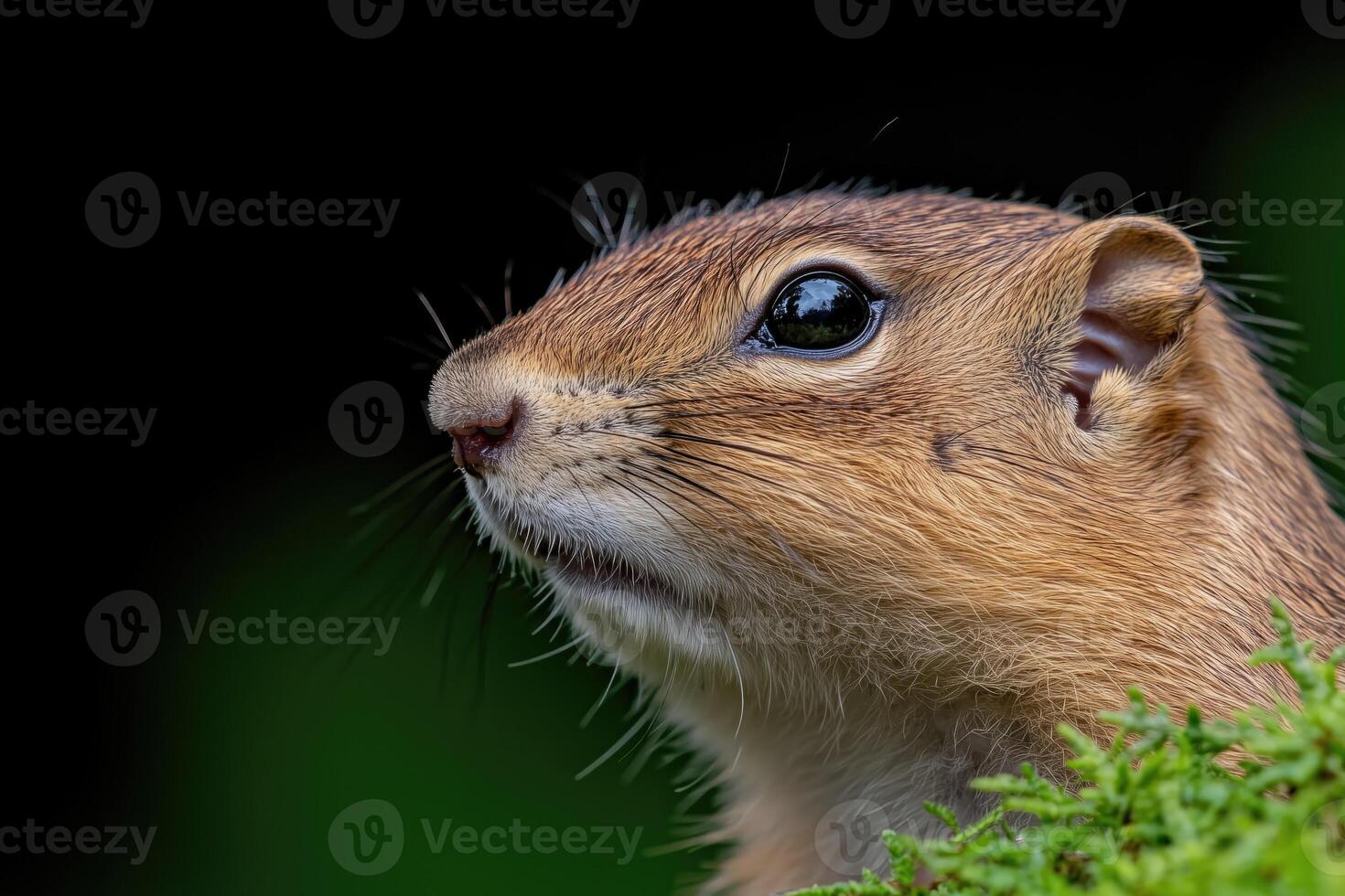 Close-up of a European ground squirrel photo