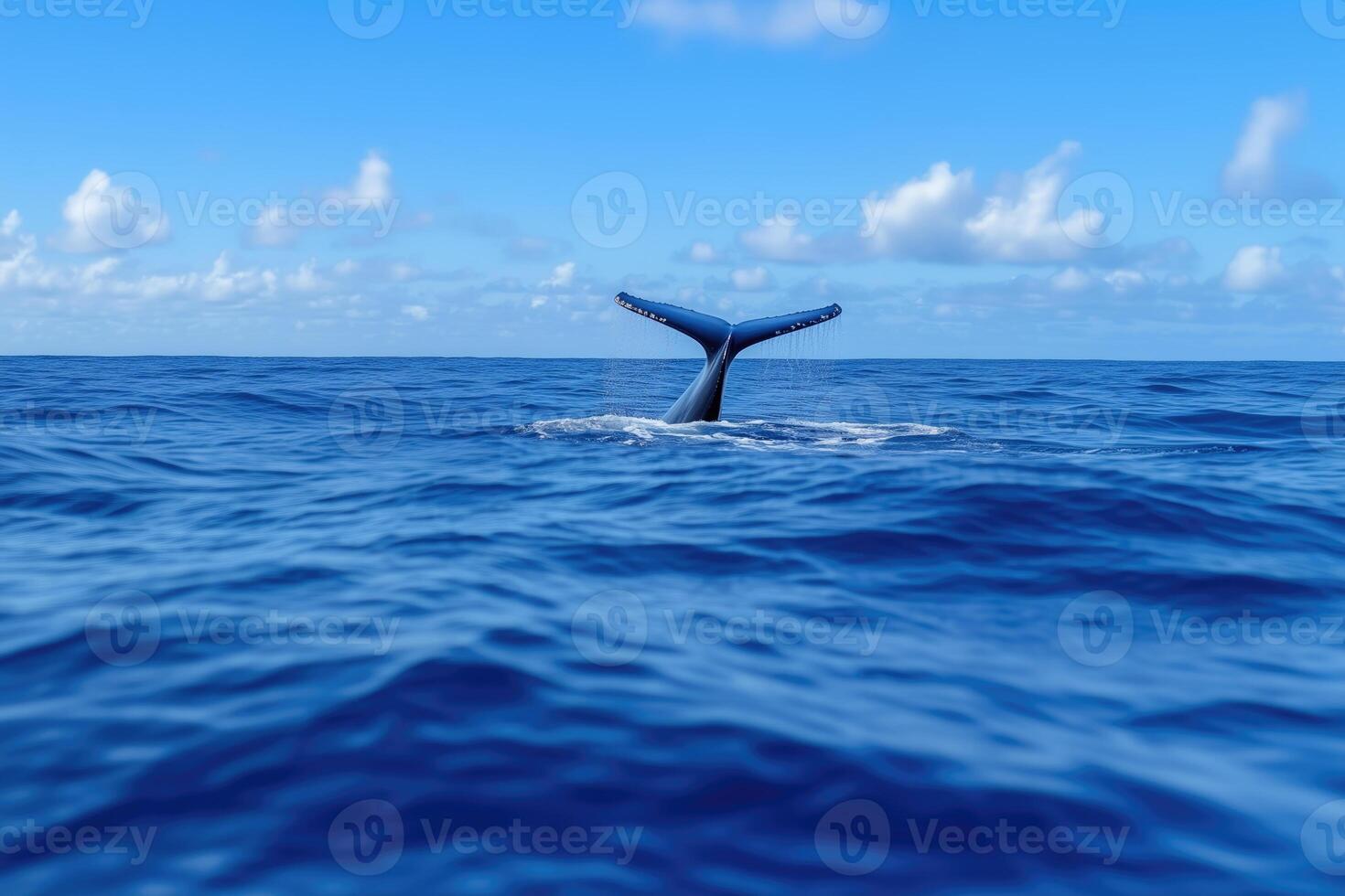 tail fin of a diving whale among the waves in the ocean photo