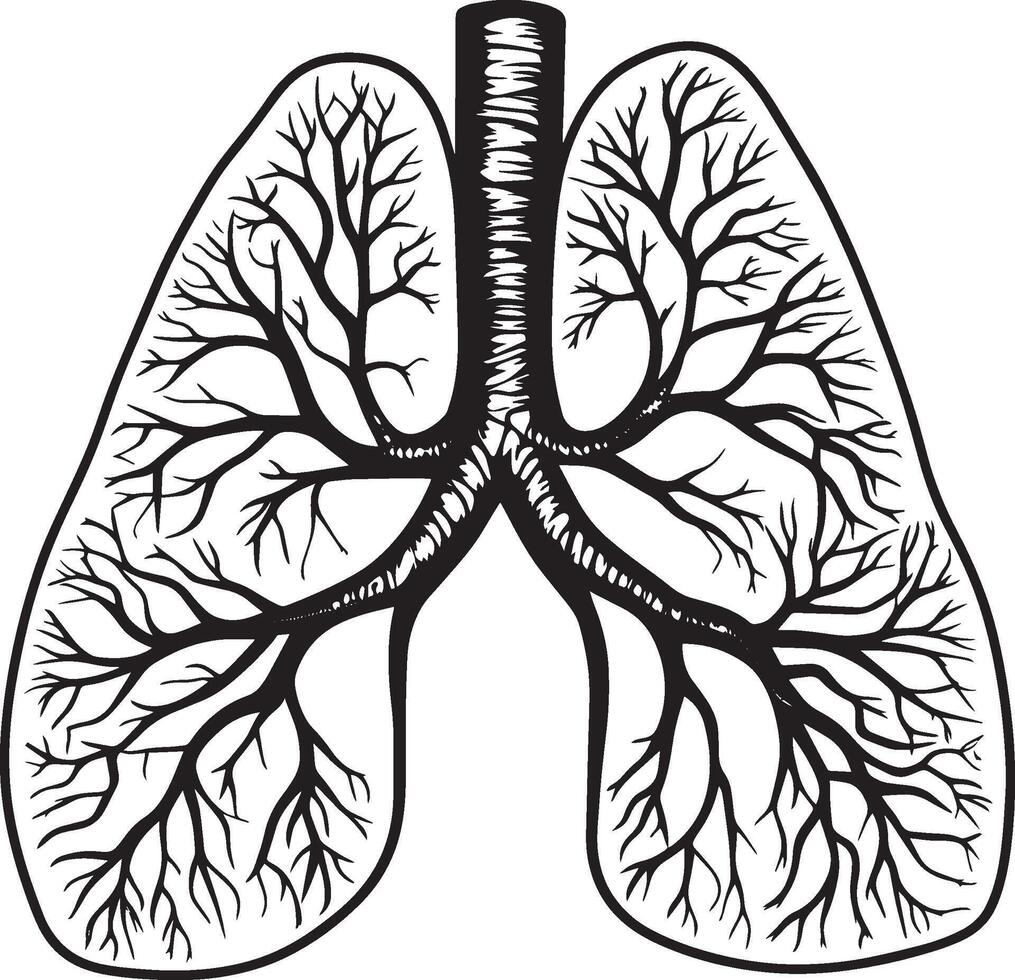 Black illustration of lungs in outline style. vector