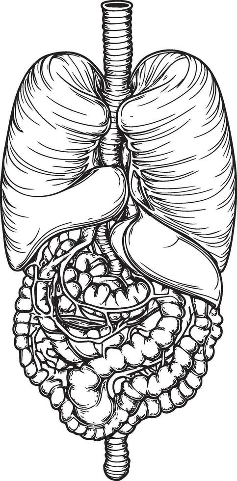 Stomach organ part outline black illustration vector