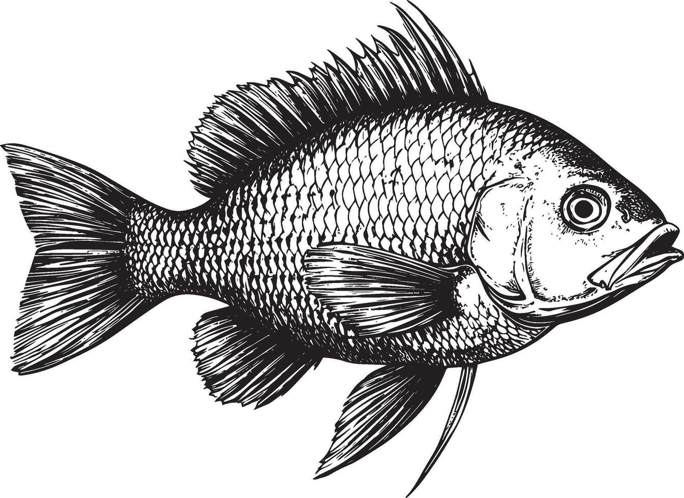 Tilapia fish icon black illustration vector