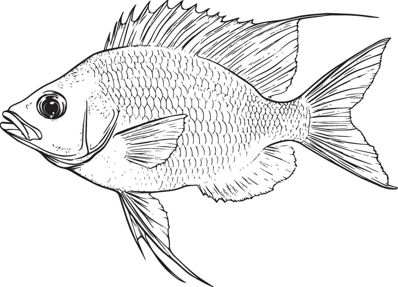 Tilapia fish outline black illustration vector