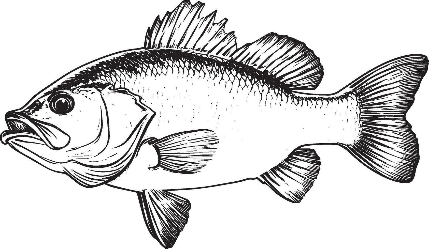 Black illustration of a bass fish in outline style. vector