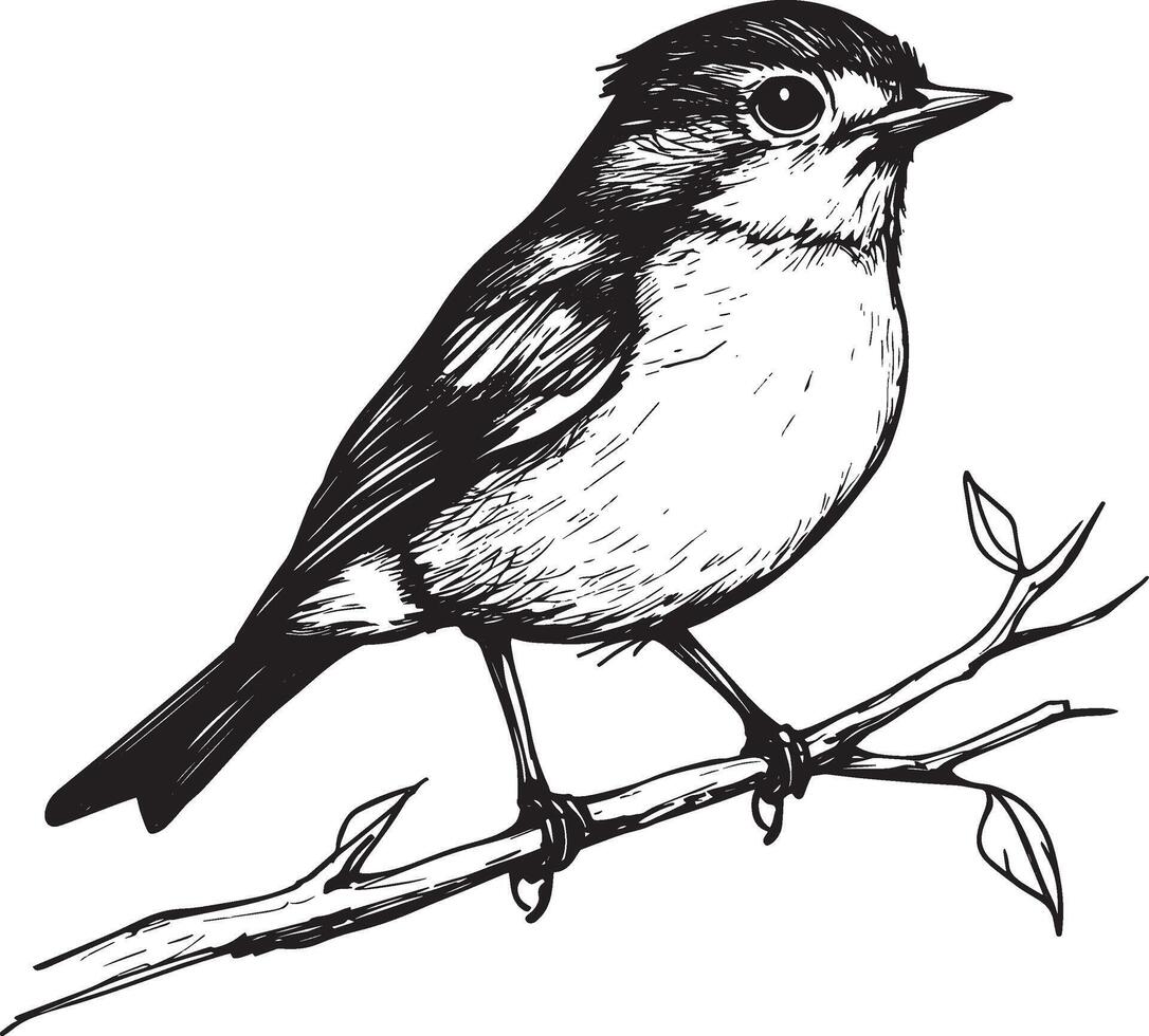 Black illustration of a robin in outline style. vector