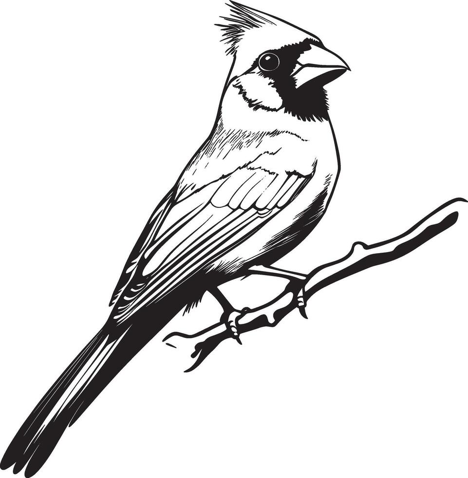 Black illustration of a cardinal bird in outline style. vector