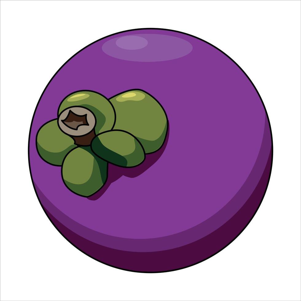 The mangosteen fruit is purple illsutration vector